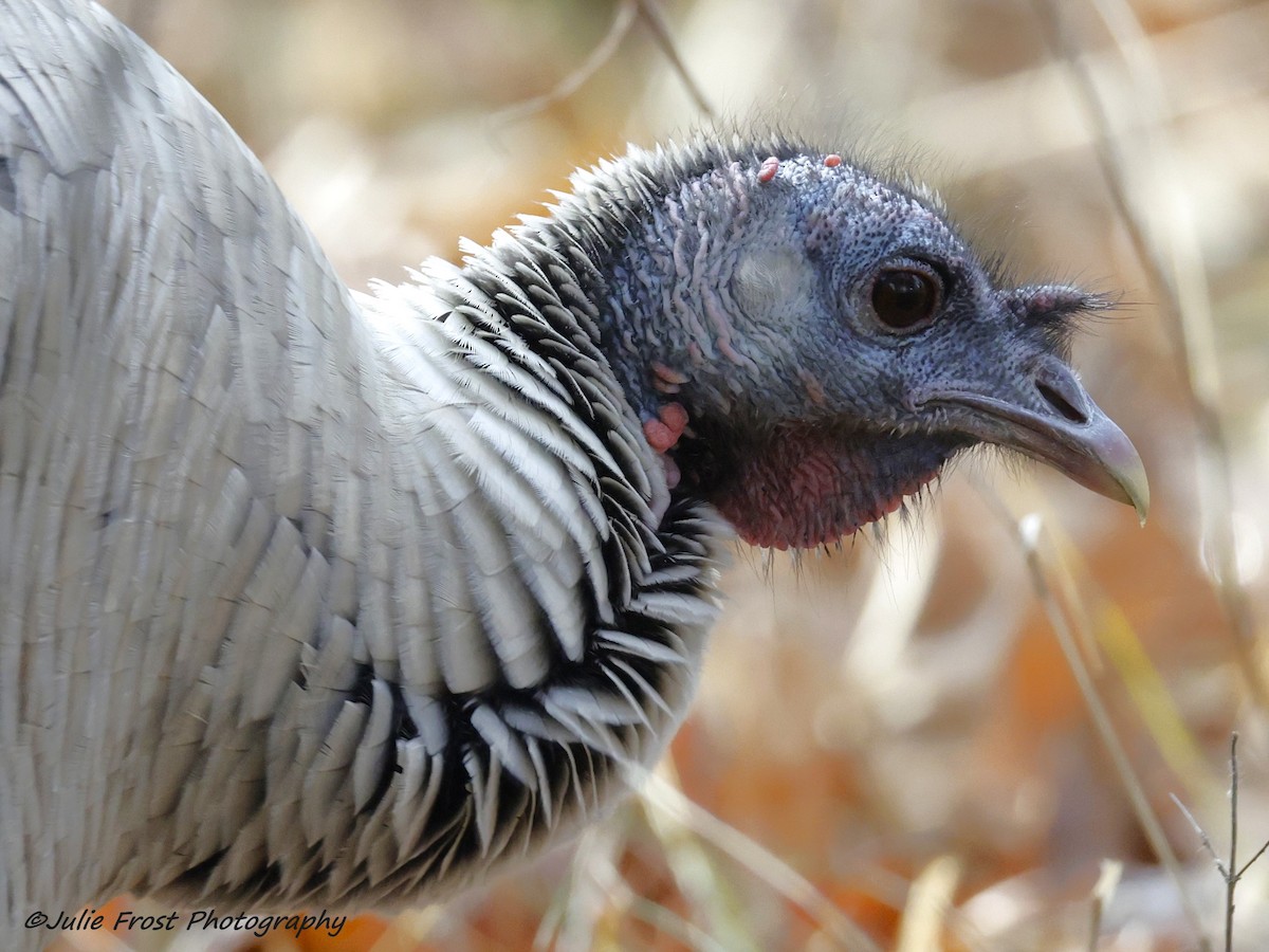 Dindon sauvage - ML645921476