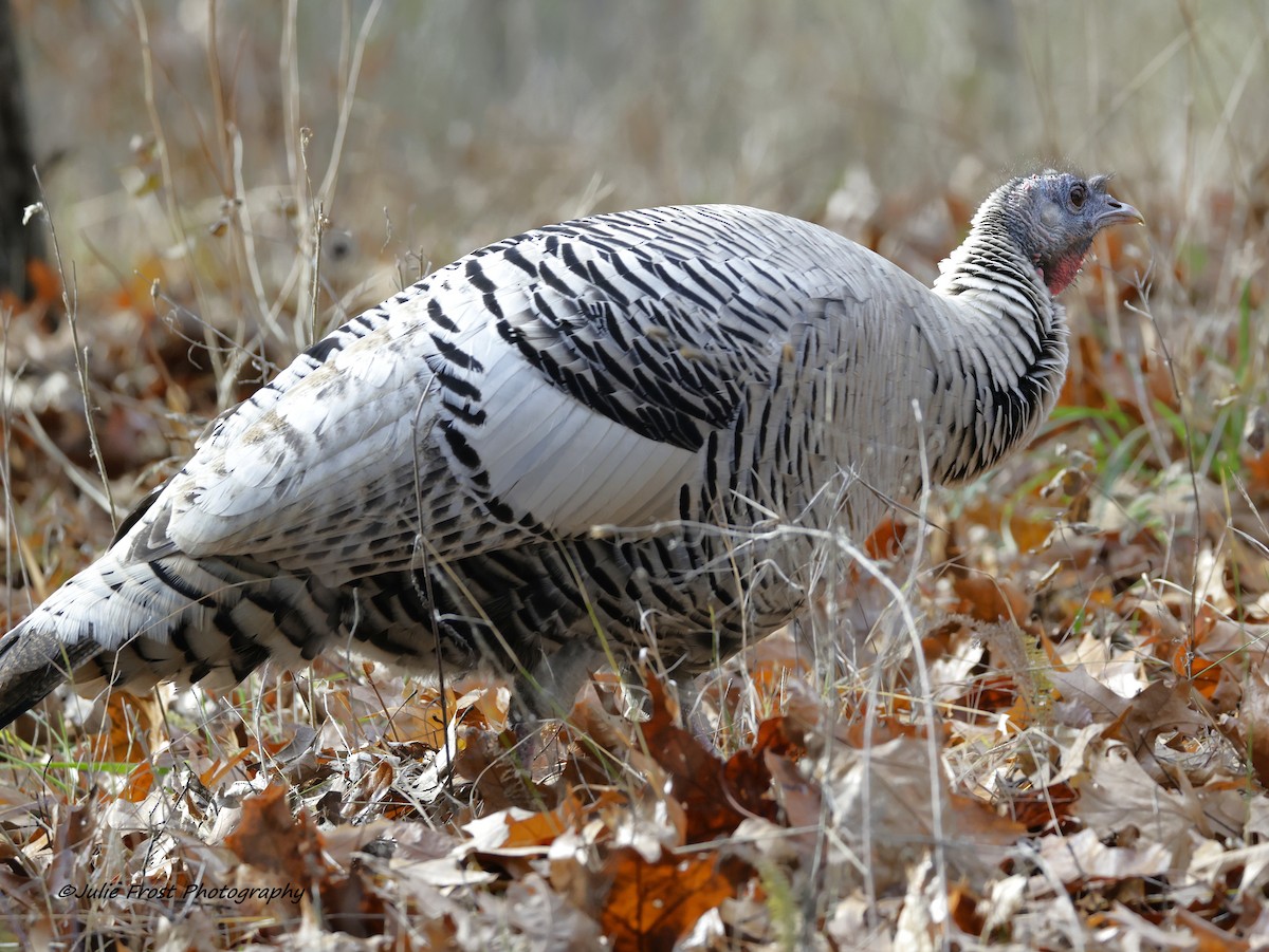 Dindon sauvage - ML645921477