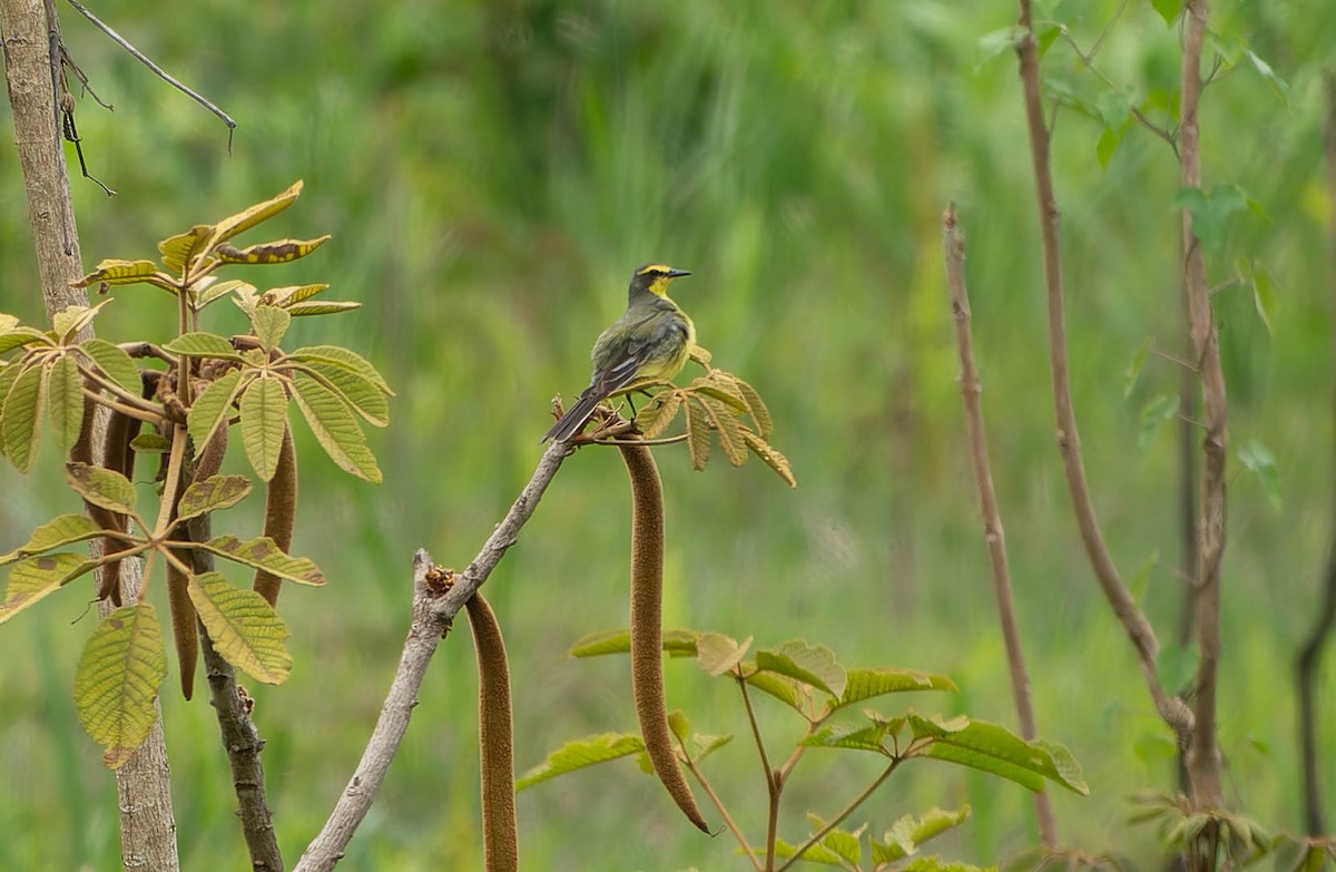Moucherolle à sourcils jaunes - ML645921478
