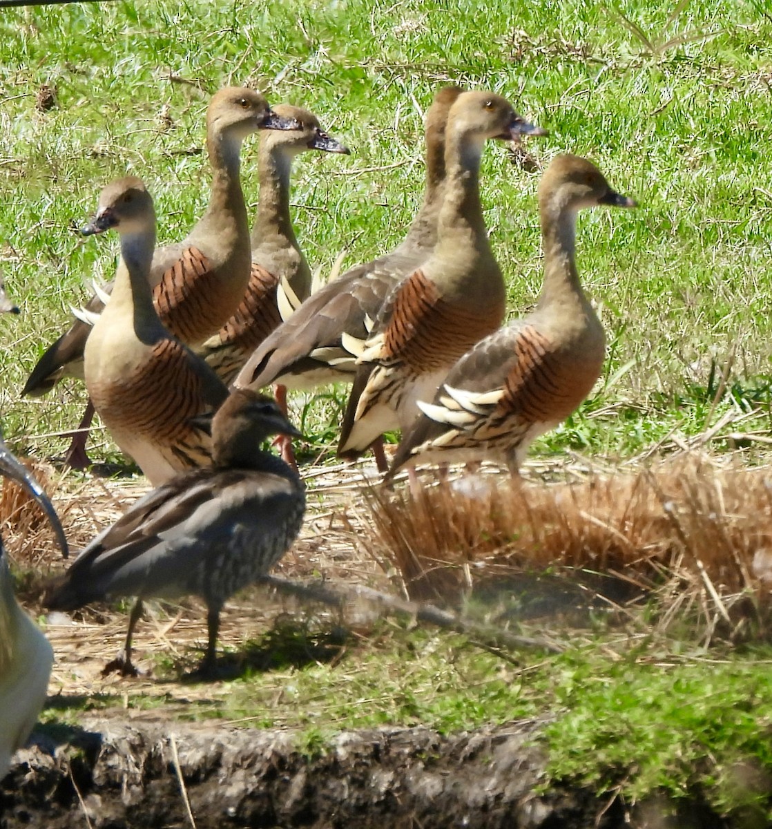 Maned Duck - ML645921495