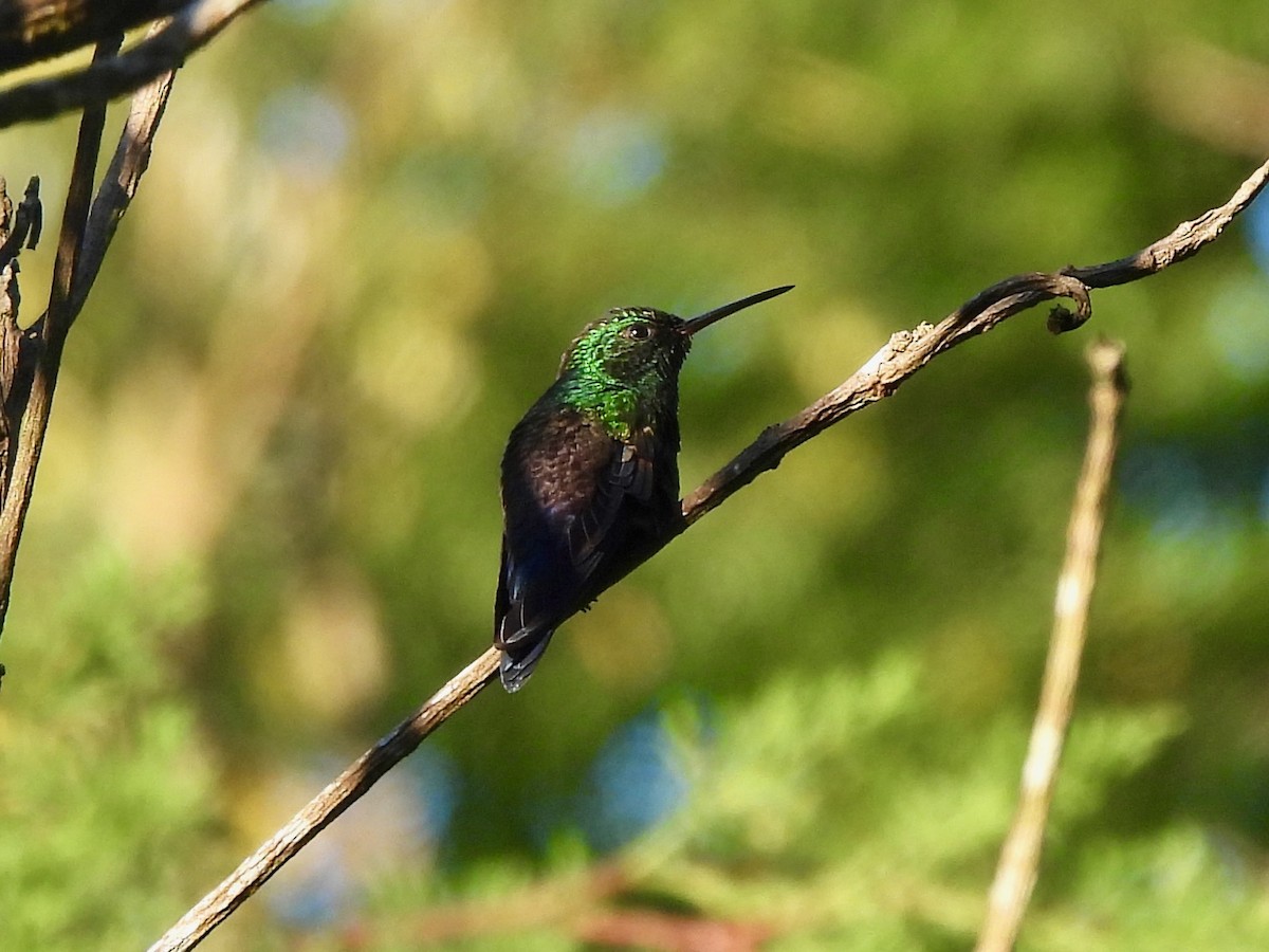Green-throated Mountain-gem - ML645921496