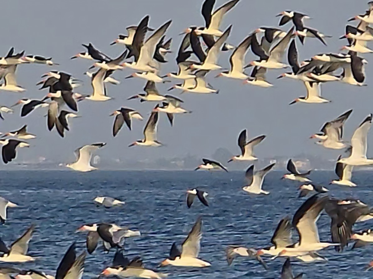 Black Skimmer - ML645921497