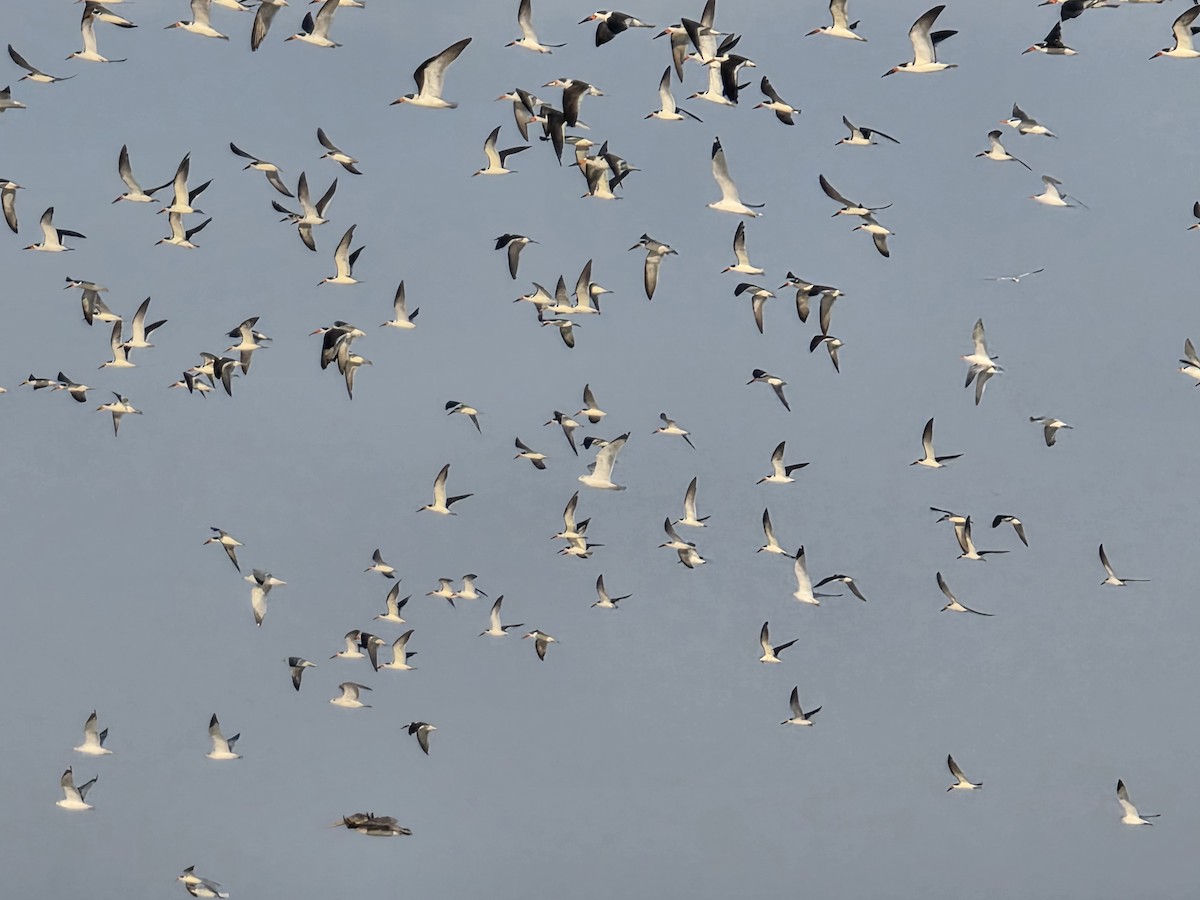 Black Skimmer - ML645921498