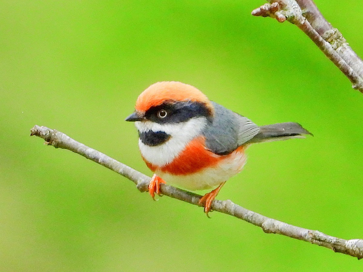 Black-throated Tit - ML645921502