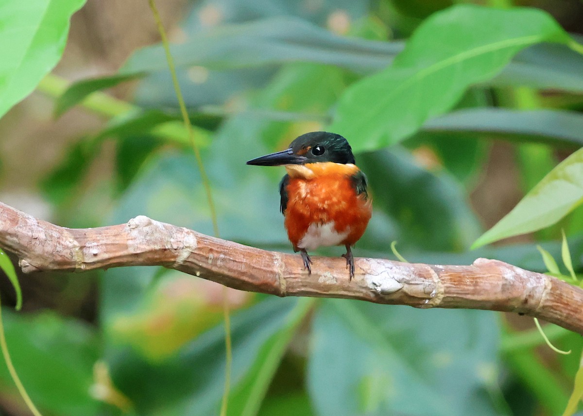American Pygmy Kingfisher - ML645921503