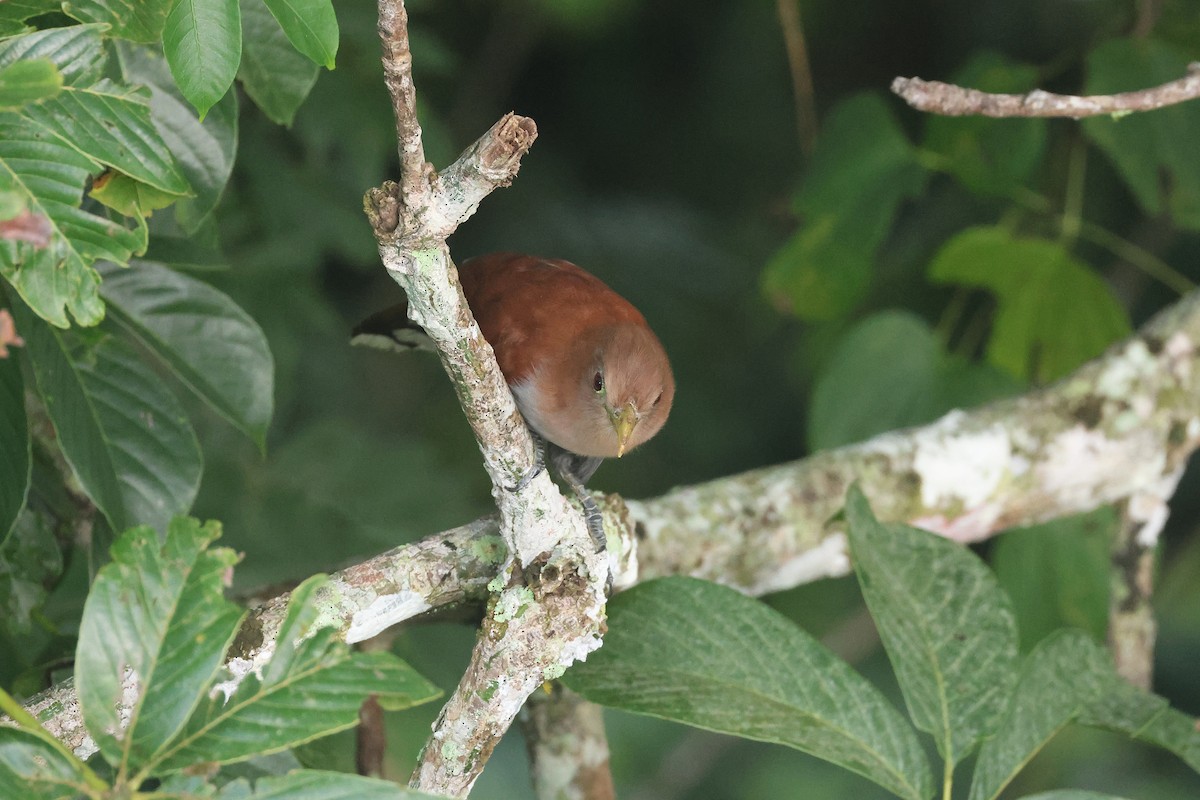 Cuco Ardilla Común (Centroamericano) - ML645921515