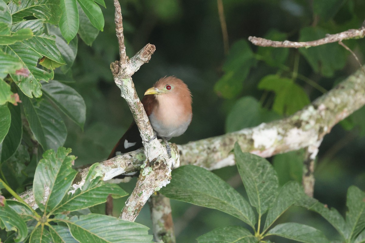 Cuco Ardilla Común (Centroamericano) - ML645921516