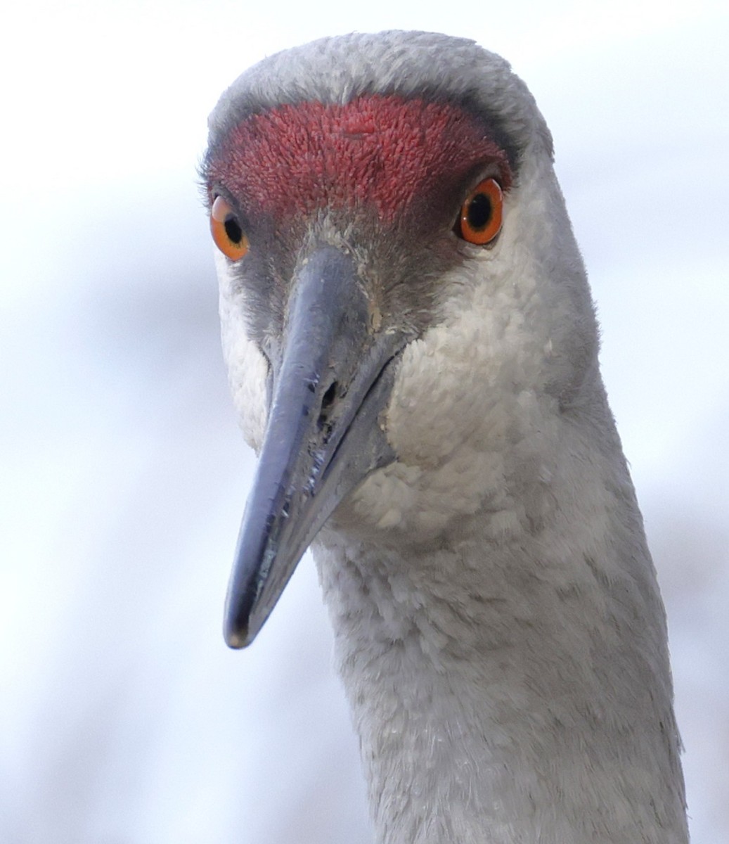 jeřáb kanadský - ML645921517