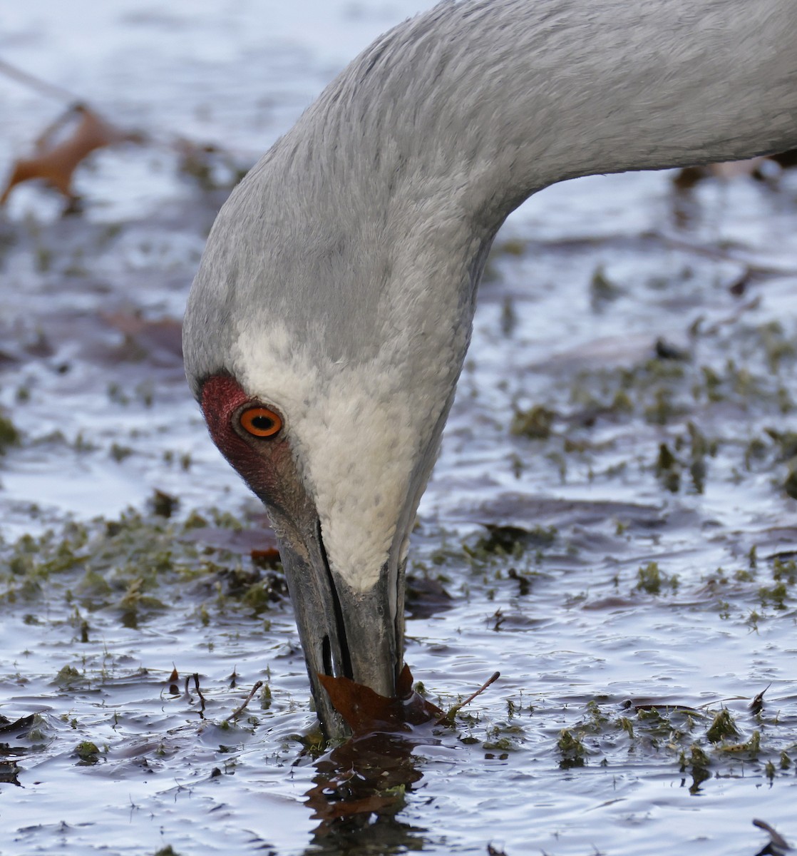 jeřáb kanadský - ML645921518