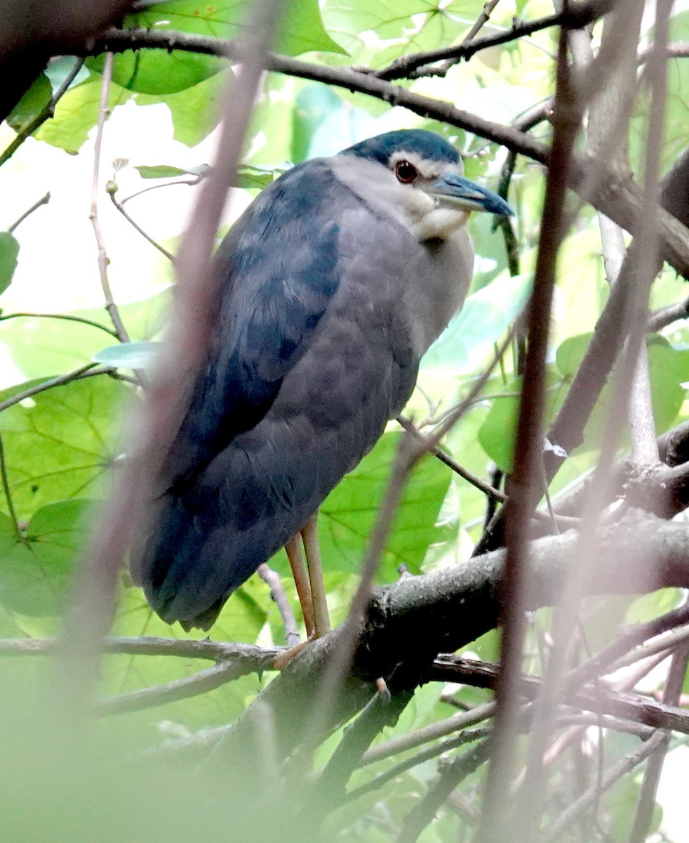 Black-crowned Night Heron - ML645921519