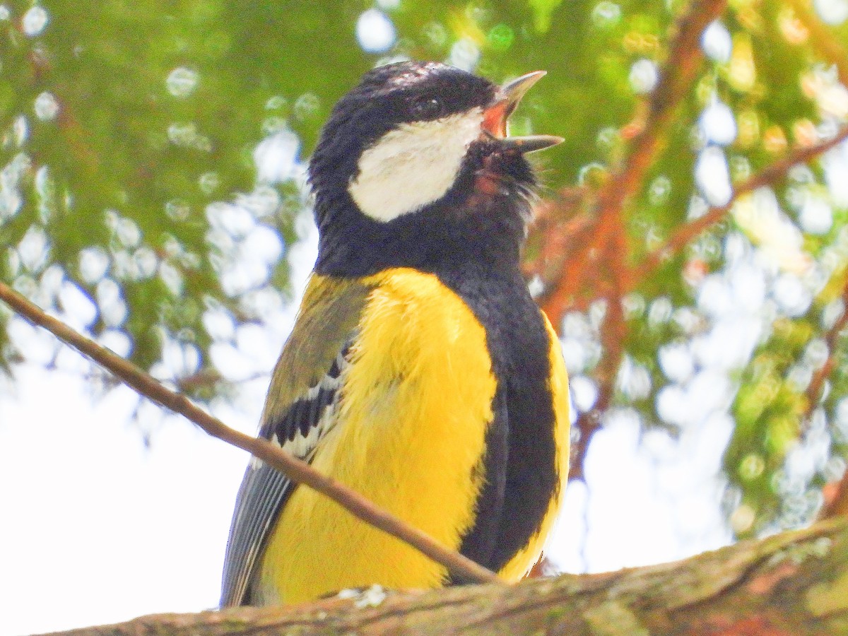 Carbonero Dorsiverde - ML645921520