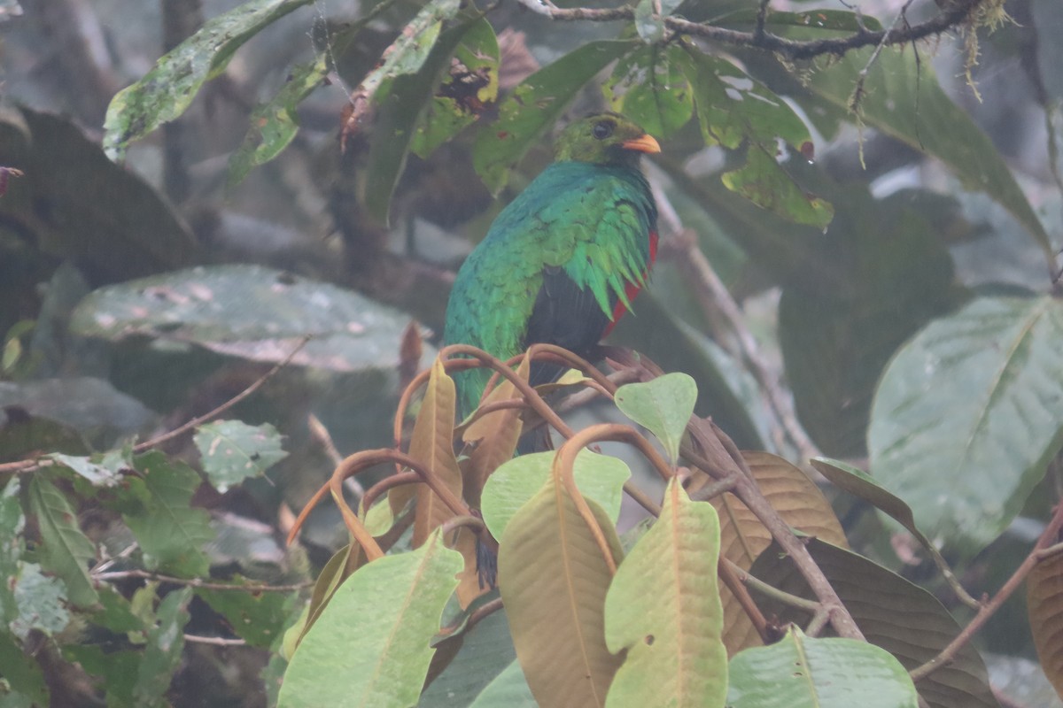 Quetzal doré - ML645921523