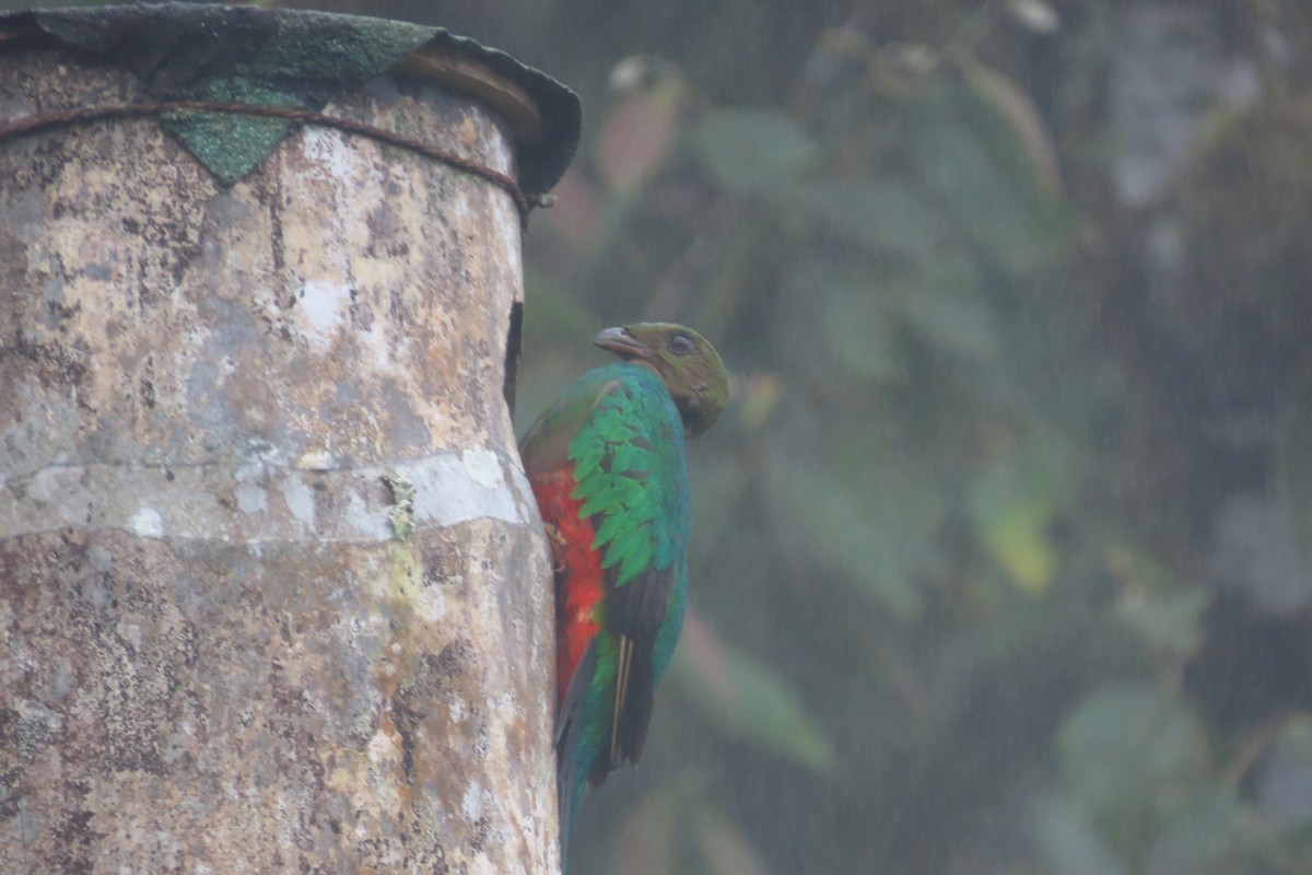 Quetzal Cabecidorado - ML645921524