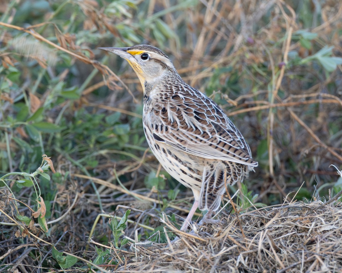 Pradero Oriental - ML645921525