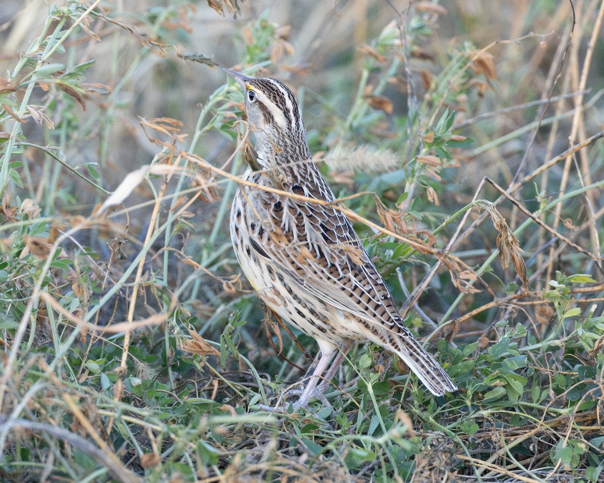 Pradero Oriental - ML645921526