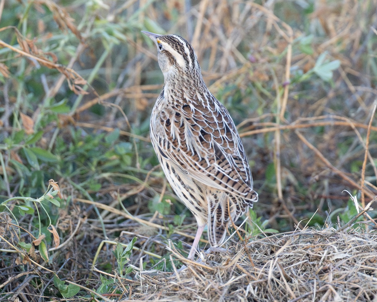 Pradero Oriental - ML645921527