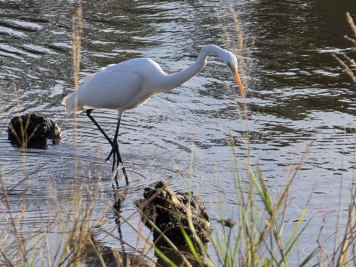 Garceta Grande - ML645921528