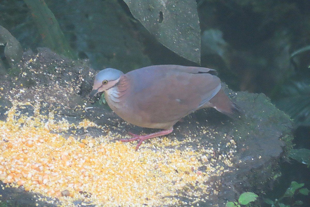 Paloma Perdiz Gorjiblanca - ML645921529
