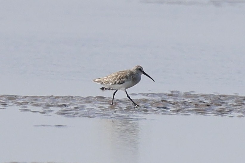 Correlimos Zarapitín - ML645921531