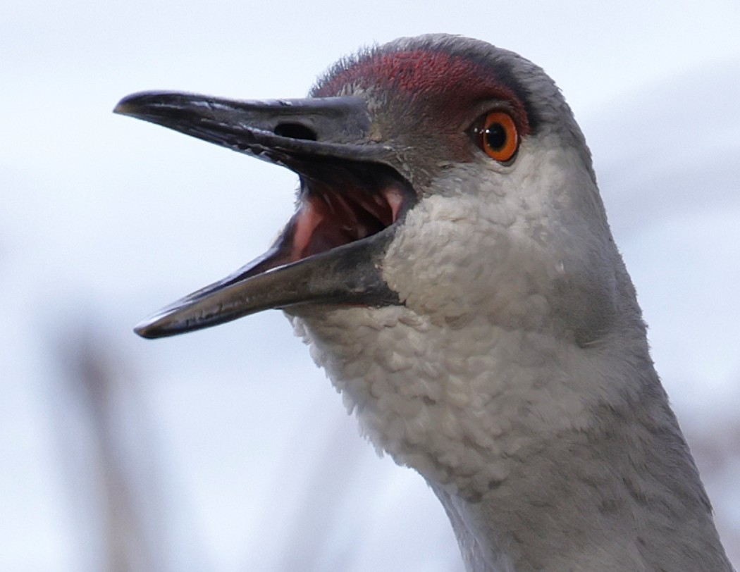 Grulla Canadiense - ML645921537