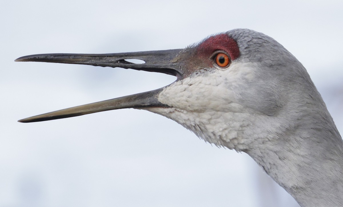 Grulla Canadiense - ML645921538