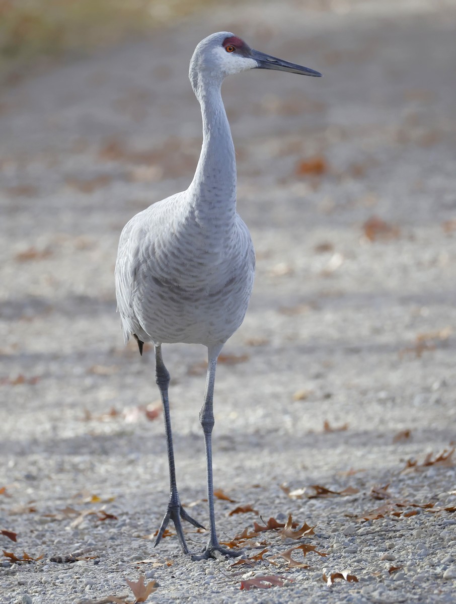 Grulla Canadiense - ML645921539
