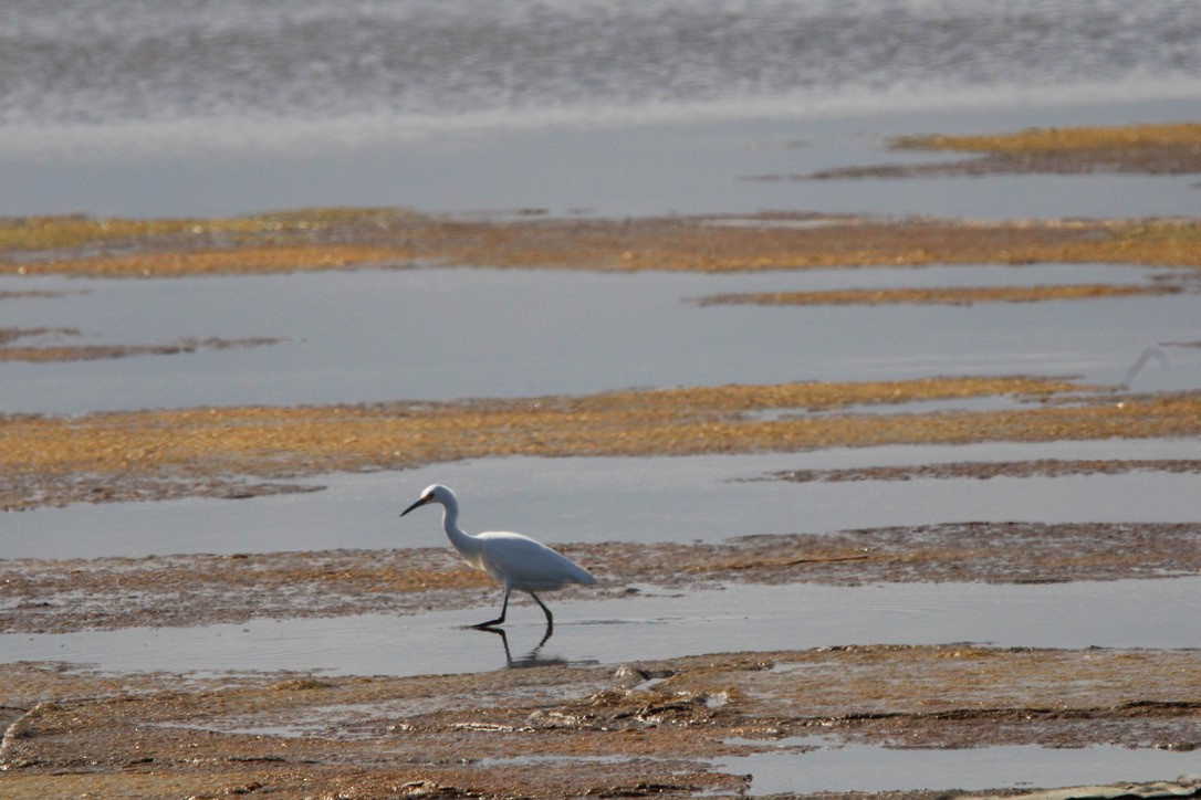 Garceta Nívea - ML645921540