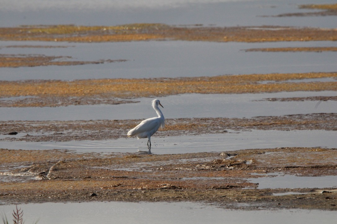 Garceta Nívea - ML645921542