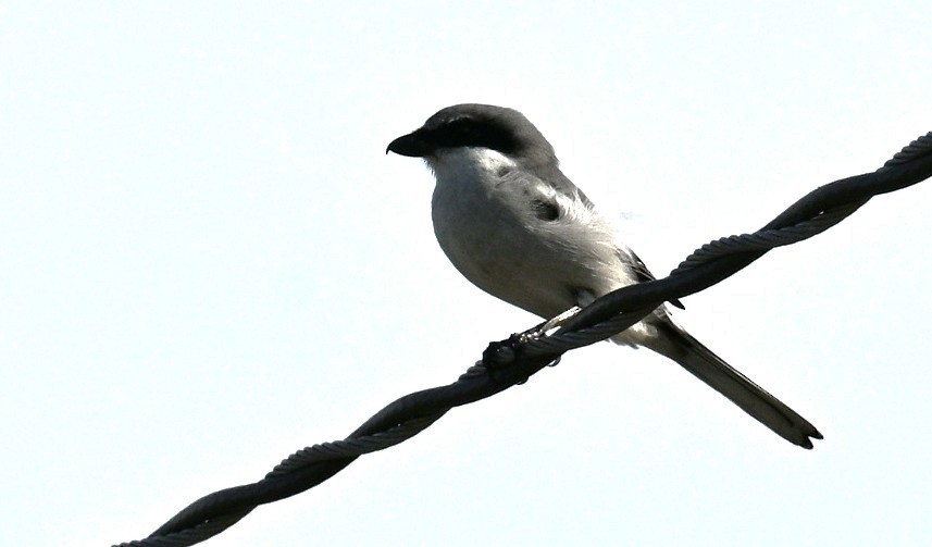 Alcaudón Americano - ML645921543