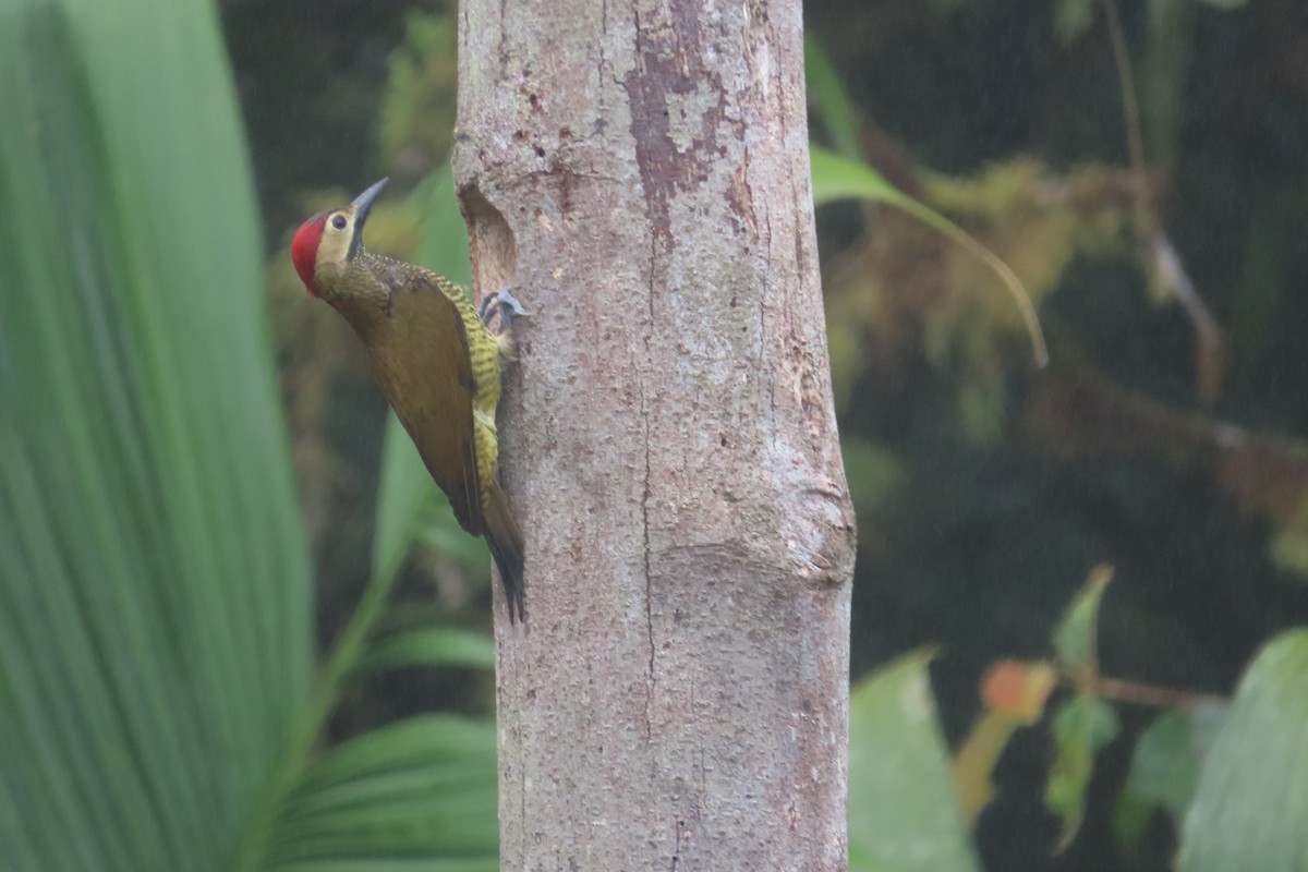 Carpintero Oliváceo - ML645921546