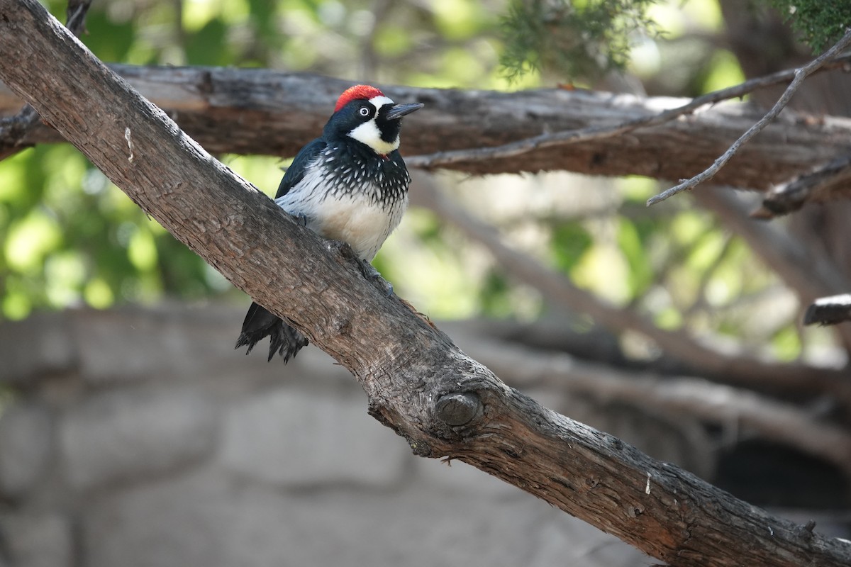 Carpintero Bellotero - ML645921547