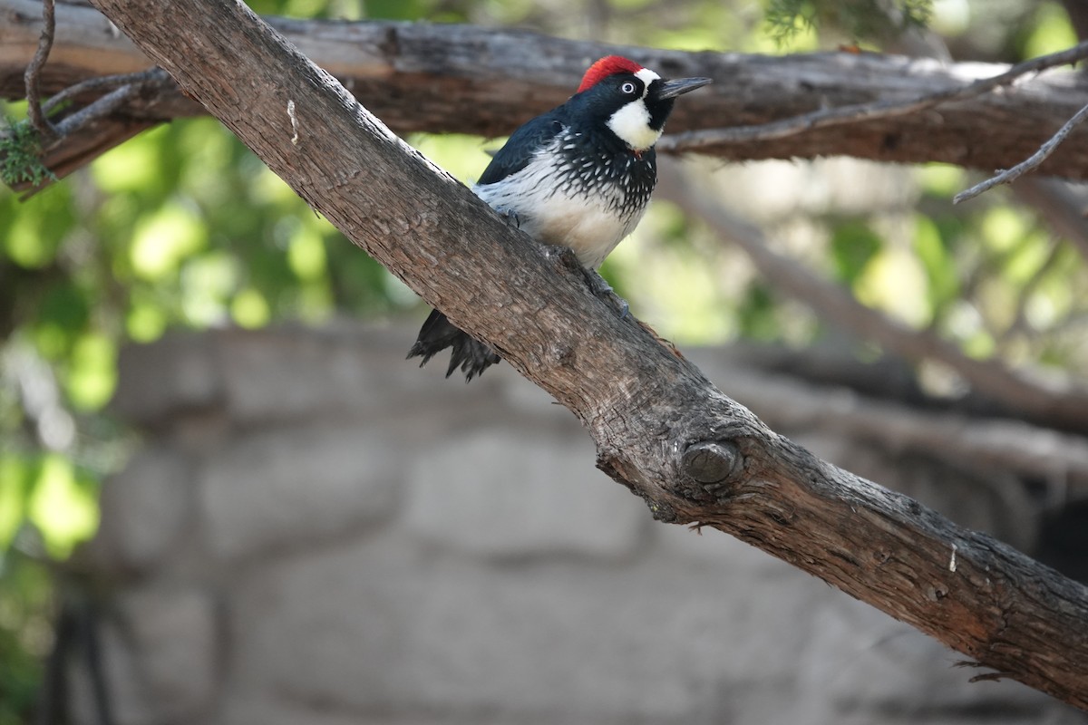 Carpintero Bellotero - ML645921548