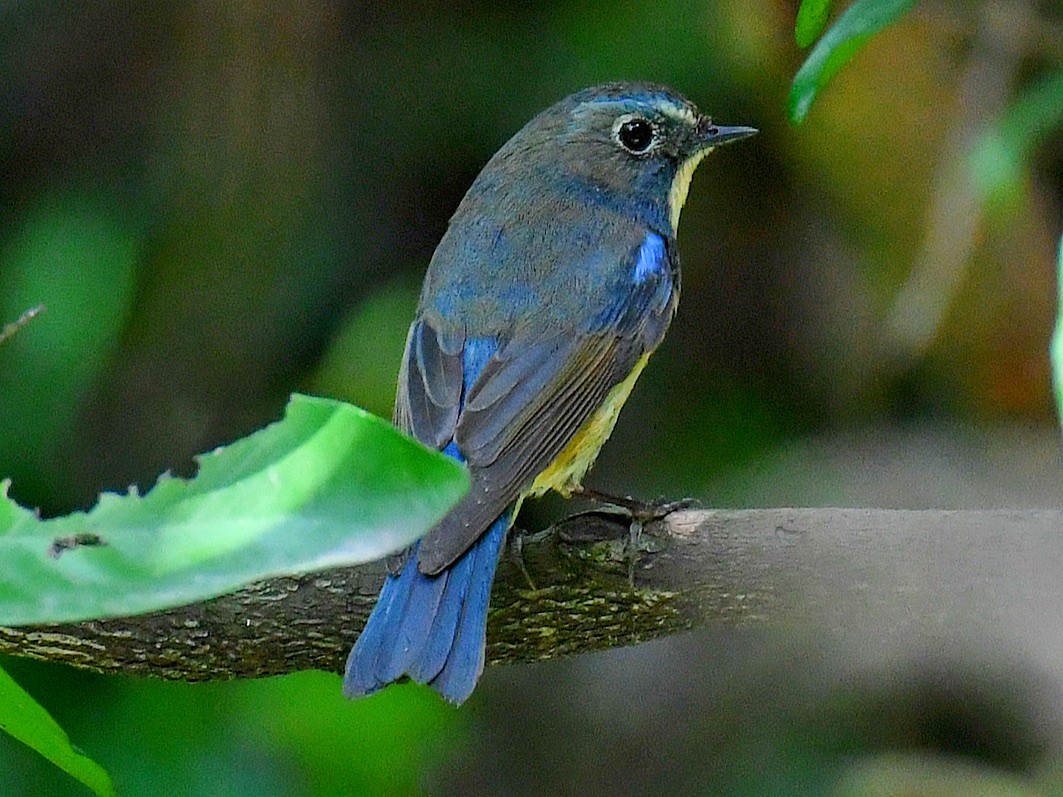 Ruiseñor Coliazul - ML645921549