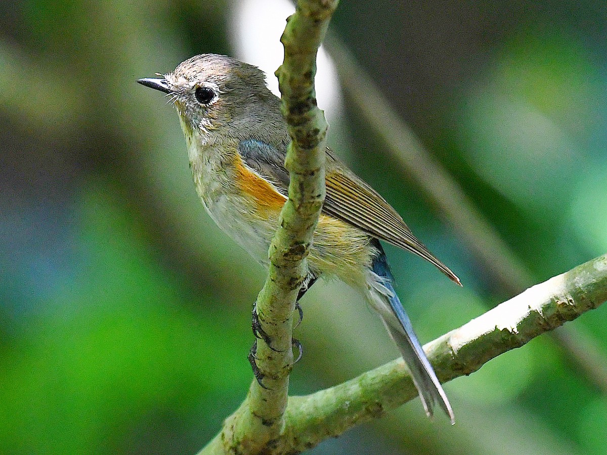 Ruiseñor Coliazul - ML645921550