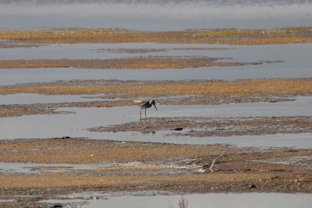 Archibebe Patigualdo Grande - ML645921551