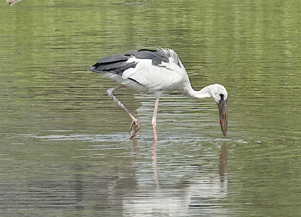 Picotenaza Asiático - ML645921552