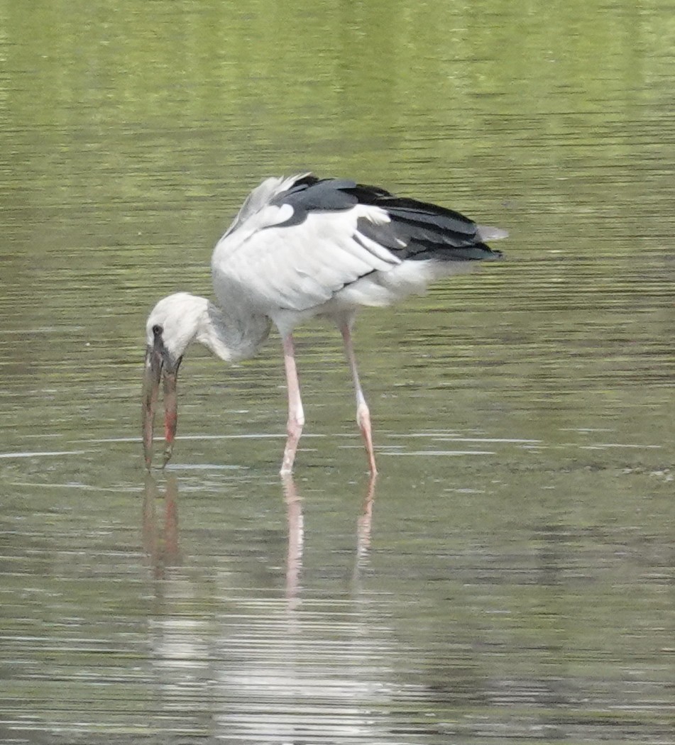 Picotenaza Asiático - ML645921553