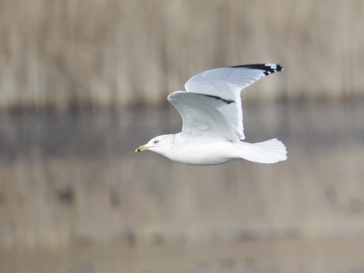 Gaviota de Delaware - ML645921561