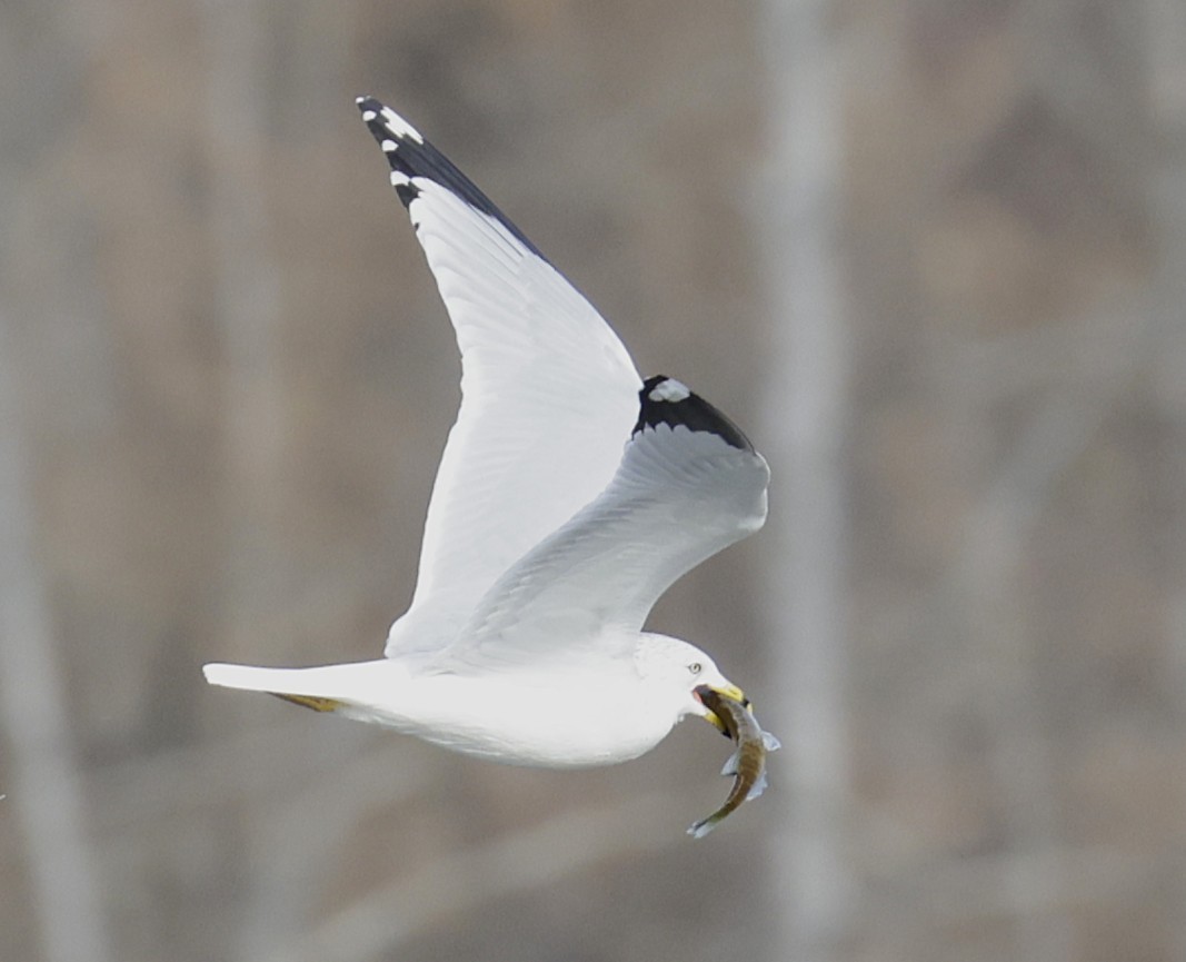 Gaviota de Delaware - ML645921562