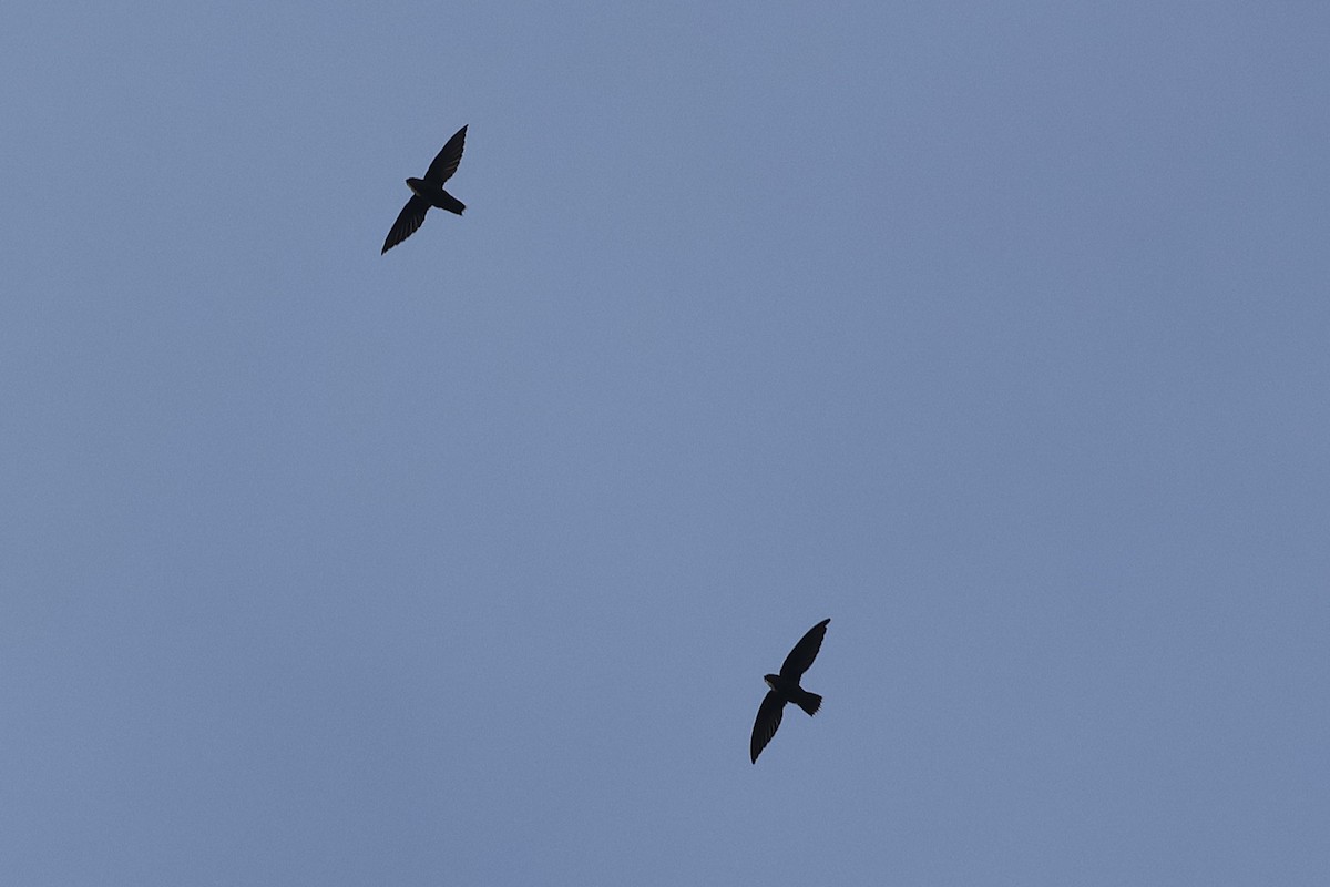 Vencejo Lomiblanco - ML645921568