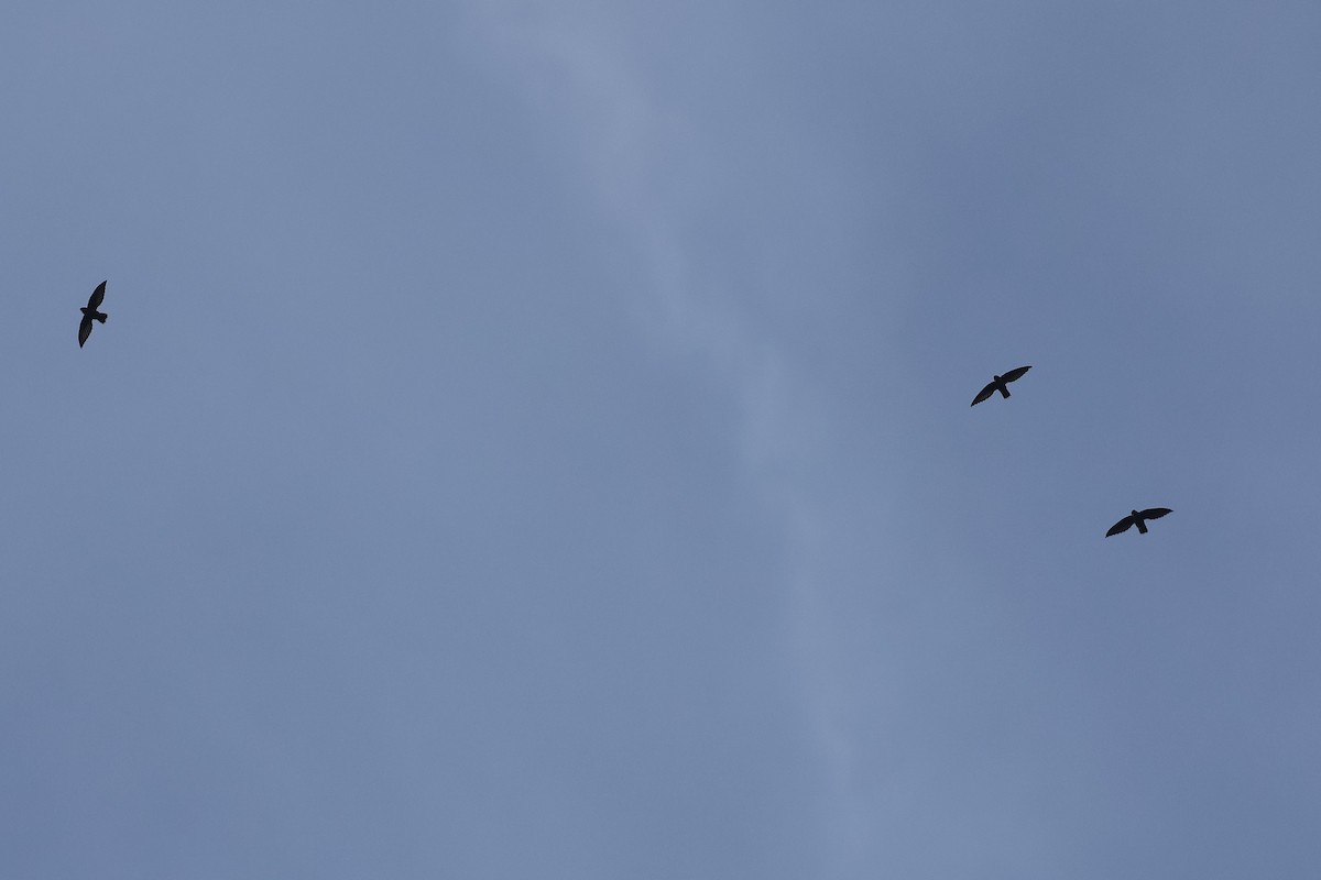 Vencejo Lomiblanco - ML645921569