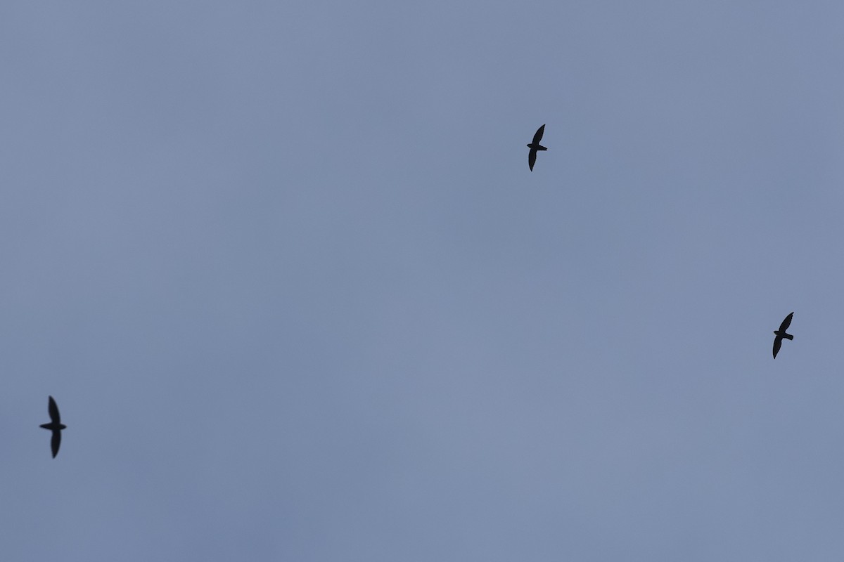 Vencejo Lomiblanco - ML645921570