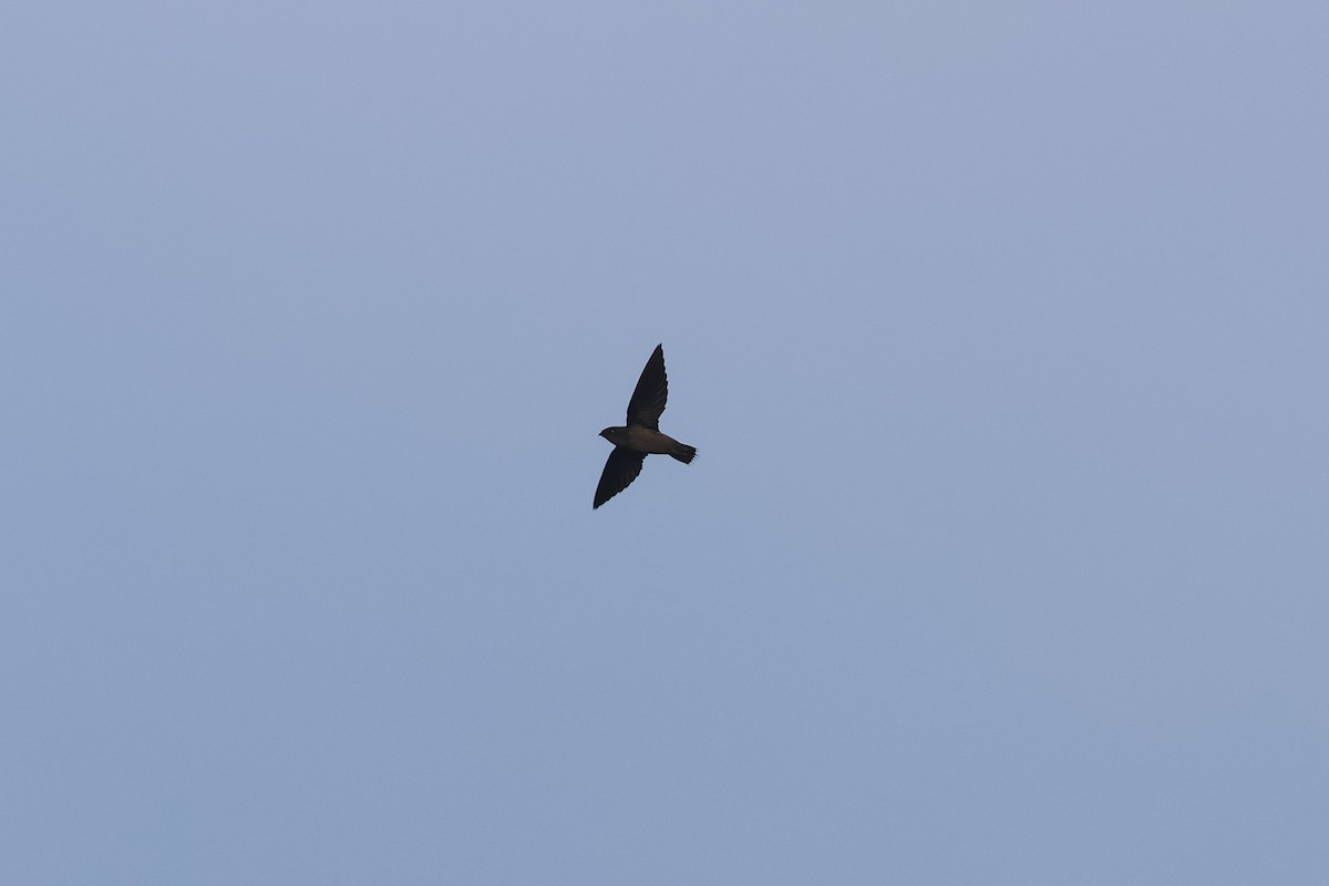 סיס ארובות - ML645921583