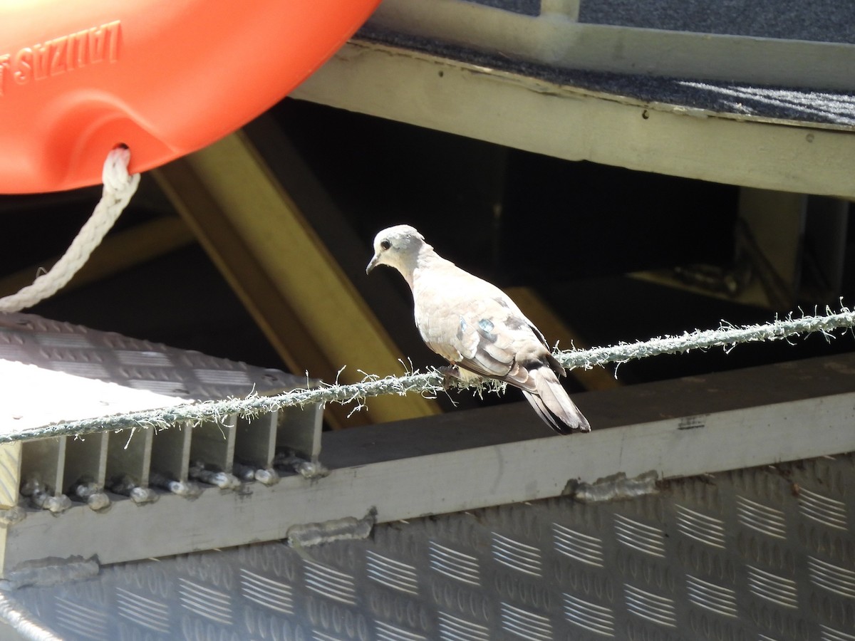 Palomita Aliverde - ML645921586