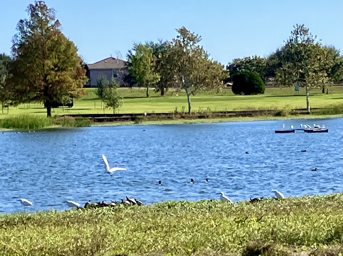Snowy Egret - ML645921589