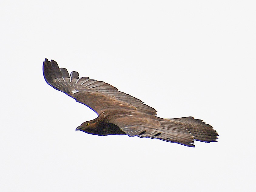 Oriental Honey-buzzard - ML645921591