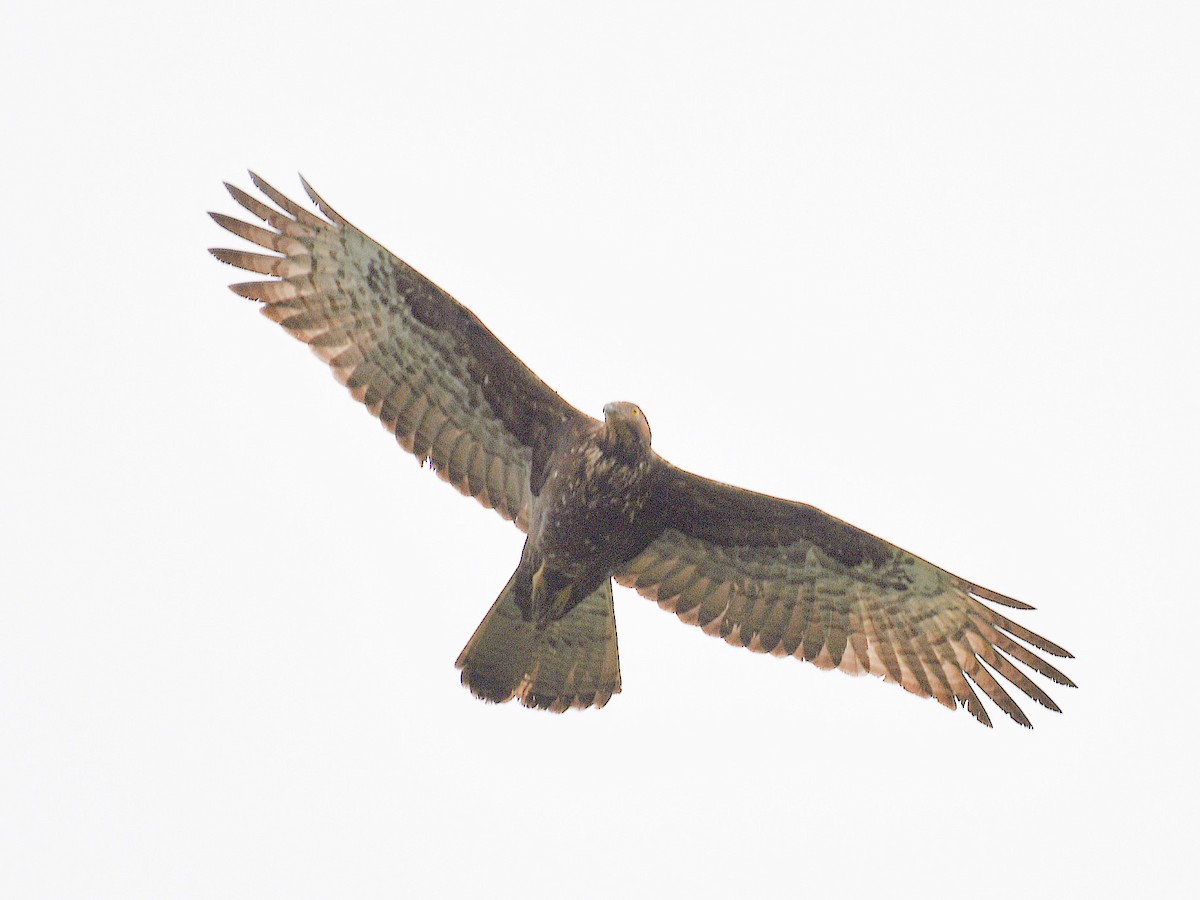 Oriental Honey-buzzard - ML645921592