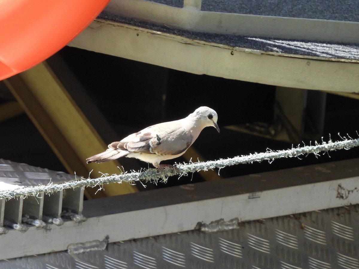 Palomita Aliverde - ML645921593