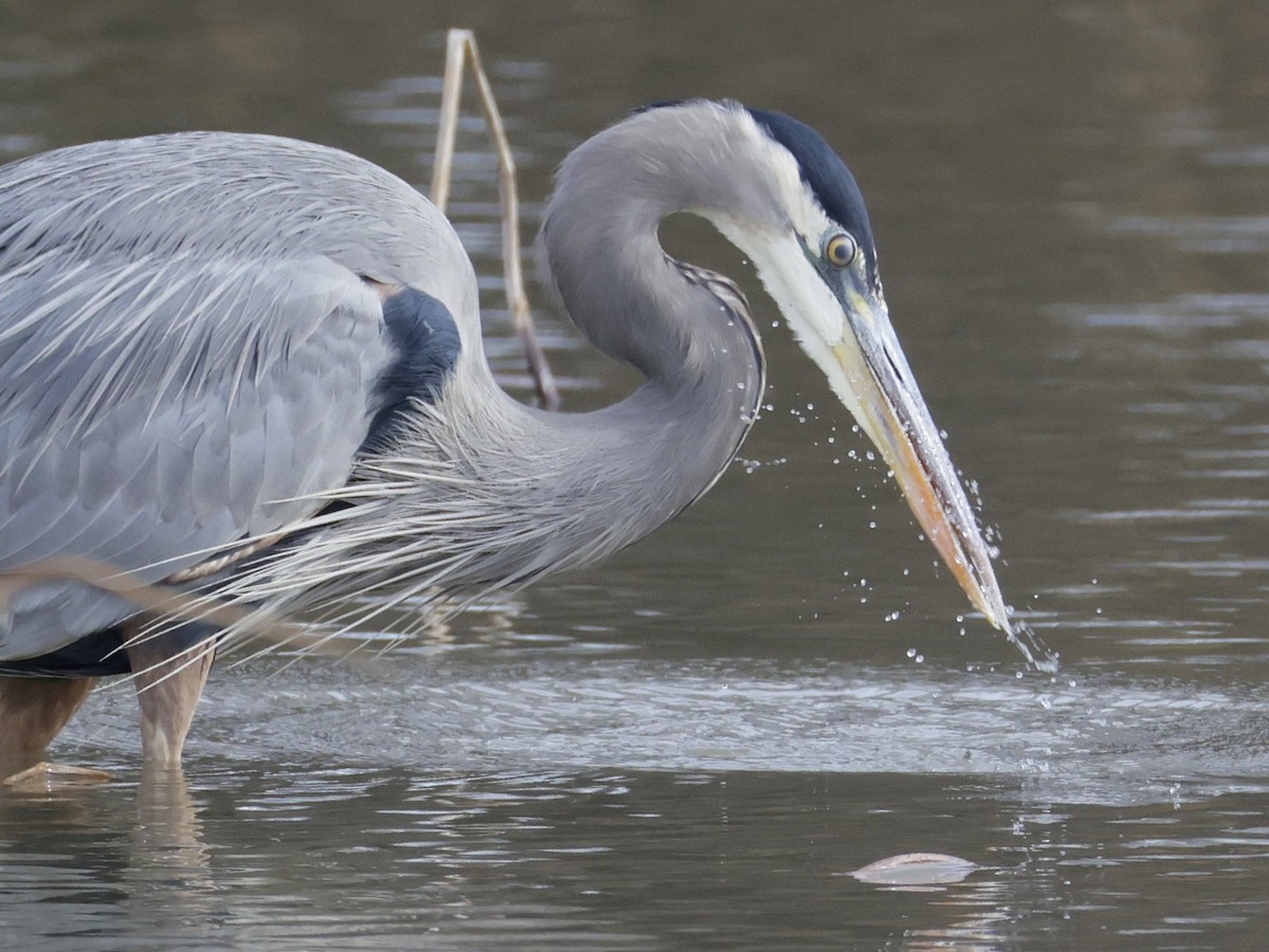 volavka velká - ML645921595