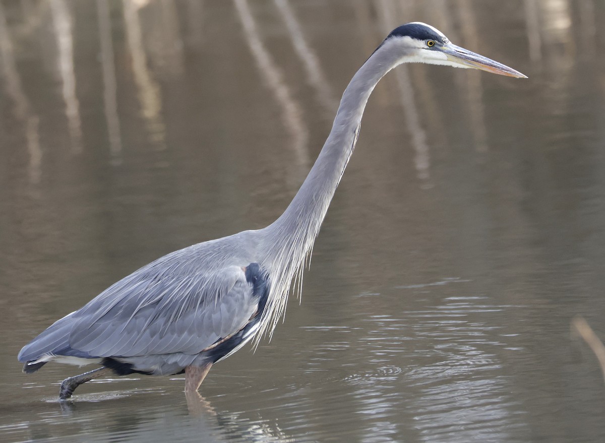 volavka velká - ML645921596